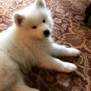 Meet your Posher, Carmella